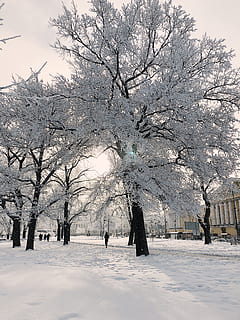 persona, in piedi, accanto, bianca, alberi, rami, freddo, luce del giorno, sibilo, brina, gelido, tempo gelido, congelato, ghiaccio, paesaggio, sfida mobile, natura, all'aperto, parco, scena, panoramico, stagione, la neve, tempesta di neve, nevoso, tempo metereologico, inverno, paesaggio invernale, temperatura fredda, albero, pianta, Colore bianco, bellezza nella natura, copertura, ramo, albero nudo, giorno, scenics - natura, ambiente, nessuno, la tranquillità, terra, nevicando, tempo estremo, 4K, CC0, dominio pubblico, privo di copyright