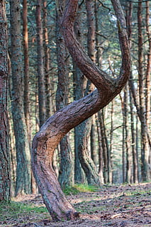 Wald, Baum, Kiefer, der Kurier, Sense, Baltika, Nadelholz, Tanzen, Schauplatz, Russland, Pflanze, Baumstamm, Kofferraum, keine Leute, Land, Natur, Tag, Ruhe, Fokus auf den Vordergrund, Szenen - Natur, draußen, ruhige Szene, Schönheit in der Natur, Nicht-städtische Szene, Umgebung, Landschaft, Nahansicht, Nadelbaum, 4K, CC0, gemeinfrei, lizenzfrei