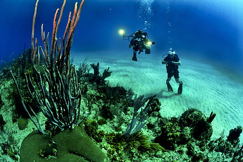 2 scuba diver, underwater, corals, divers, diving, ocean, people, sea, water, undersea, scuba diving, sport, aquatic sport, adventure, exploration, sea life, nature, animal wildlife, coral, diving equipment, animals in the wild, animal, aqualung - diving equipment, unrecognizable person, real people, underwater diving, marine, excitement, 2K