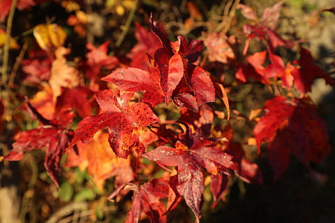 foglia, rosso, ambiente, albero, colpa, colore, Borgogna, giallo, verde, acero, parco di, parte vegetale, avvicinamento, pianta, bellezza nella natura, crescita, nessuno, modificare, natura, autunno, giorno, vulnerabilità, concentrarsi sulle conoscenze acquisite, all'aperto, fragilità, messa a fuoco selettiva, freschezza, colore arancione, le foglie, testa di fiore, foglia di acero, condizione naturale, 4K, CC0, dominio pubblico, privo di copyright