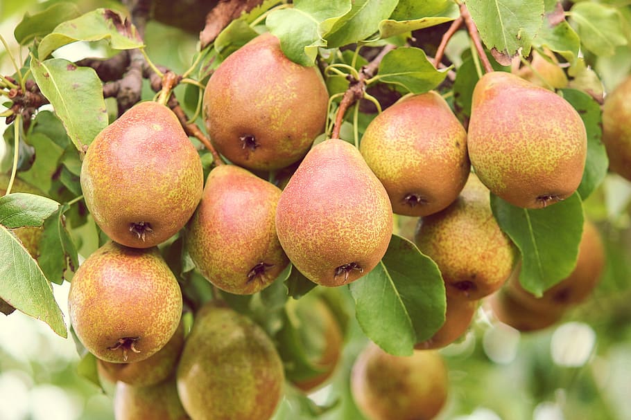 pærer, frugt, Pyrus, pære, afhænge af, moden, grøn, rød, sund og rask, spise, frisk, bio, vitaminer, ernæring, lækker, sød, vegetarisk, saftig, mad, frugt træ, sund kost, mad og drikke, friskhed, velvære, blad, vækst, plante del, træ, plante, tæt på, fokus på forgrunden, natur, dag, ingen mennesker, udendørs, landbrug, grøn farve, 2K