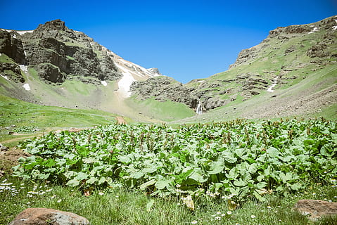 champ d'herbe, la nature, Montagne, en plein air, plante, paysage, région sauvage, chaîne de montagnes, poterie, vase, plante en pot, pot, arbre, fleur, abies, sapin, vert, végétation, sol, paysages - nature, beauté dans la nature, ciel, scène tranquille, tranquillité, environnement, couleur verte, terre, croissance, journée, scène non urbaine, ciel clair, bleu, personne, Roche, sommet de la montagne, 2K, CC0, domaine public, libre de droits