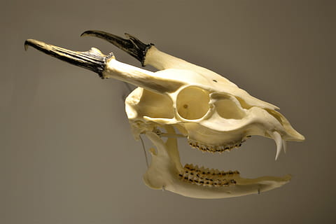 fósil, hueso, dinosaurio, esqueleto, evolución, muerto, paleontología, prehistórico, tiranosaurio, dimetrodon, cráneo, antiguo, extinto, tirano saurio Rex, museo, animal, mamut, fósiles, cuerna, mamífero, jurásico, paquidermo, Marfil, criatura, científico, foto de estudio, adentro, representación, de cerca, nadie, solo objeto, naturaleza muerta, Arte y artesanía, fondo de color, anatomía, fondo negro, representación humana, 4K