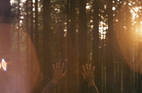 Baum, Wald, Licht, Nacht-, Sonnenlicht, Morgen, Blatt, Reflexion, Herbst, Wetter, Dunkelheit, Jahreszeit, Bildschirmfoto, atmosphärisches Phänomen, menschliches Körperteil, Hand, Körperteil, menschliche Hand, Land, Natur, Pflanze, Erwachsene, nicht erkennbare Person, gruslig, eine Person, Angst, Frau, menschliches Glied, Gliedmaßen, menschlicher Arm, 1080P, CC0, gemeinfrei, lizenzfrei