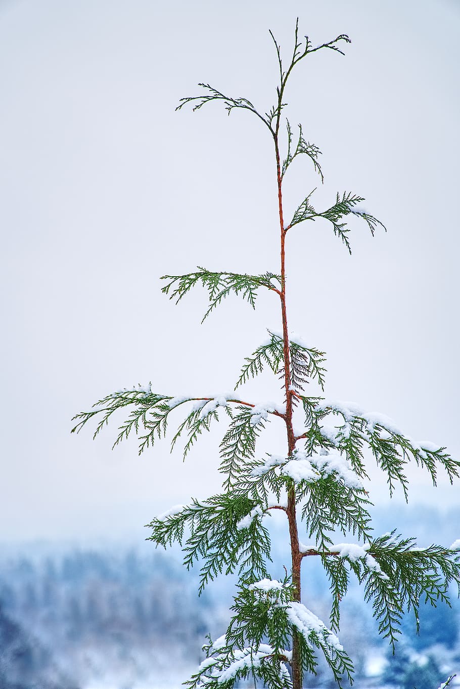foto, planta, cobert, neu, borrós, branques, primer pla, fred, profunditat de camp, ecologia, medi ambient, focus, zing, gelada, congelat, creixement, naturalesa, temporada, nevat, arbre, temps, hivern, cel, bellesa a la natura, vista d’angle baix, cel clar, tranquil·litat, dia, cap gent, branca, a l'aire lliure, full, color verd, escenics - natura, part de la planta, escena tranquil·la, centrar-se en primer pla, 5K