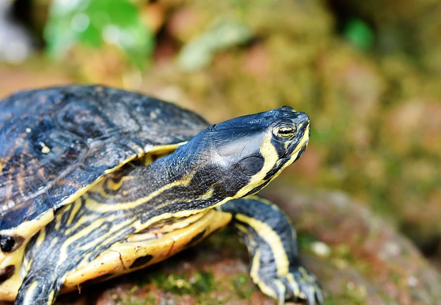 tortuga d'aigua, tortuga, rèptil, closca de tortuga, blindat, estany, panzer, animal, tropical, temes d'animals, fauna animal, animals a la natura, un animal, vertebrats, centrar-se en primer pla, primer pla, cap gent, dia, naturalesa, rock - object, rock, sòlid, part del cos dels animals, a l'aire lliure, mirant, enfocament selectiu, cap d’animals, escala d’animals, 4K