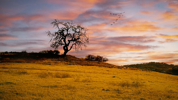 tramonto, nube, caldo, pendio, prateria, albero, cielo, pianta, nuvola - cielo, la tranquillità, bellezza nella natura, scena tranquilla, terra, ambiente, paesaggio, scenics - natura, campo, natura, scena non urbana, nessuno, colore arancione, crescita, erba, all'aperto, isolato, 4K, CC0, dominio pubblico, privo di copyright