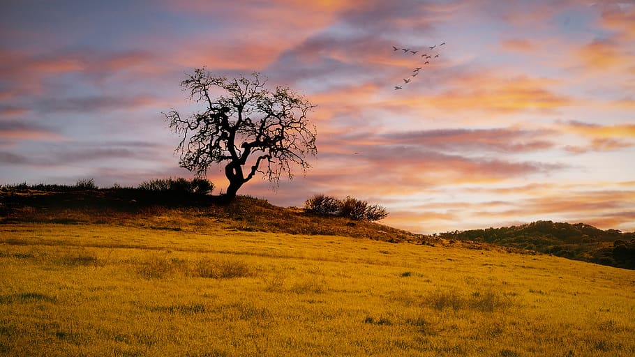 posta de sol, núvol, càlid, vessant, pastures, arbre, cel, planta, núvol - cel, tranquil·litat, bellesa a la natura, escena tranquil·la, terra, medi ambient, paisatge, escenics - natura, camp, naturalesa, escena no urbana, cap gent, color taronja, creixement, herba, a l'aire lliure, aïllat, 4K