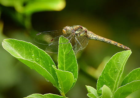 la nature, punaise, drap, Fermer, de plein air, règne animal, faune, sauvage, vraies libellules, plante, jardin, macro, beauté, libellule, dard brun rougeâtre, dard, détail, été, partie de la plante, feuille, insecte, invertébré, animal, thèmes animaux, un animal, la faune des animaux, animaux à l'état sauvage, couleur verte, se concentrer sur le premier plan, personne, journée, en plein air, aile des animaux, beauté dans la nature, arthropode, 2K, CC0, domaine public, libre de droits