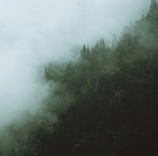foresta, coperto, bianca, nebbia, montagna, albero, nube, all'aperto, bosco, misterioso, orrore, raccapricciante, verde, buio, ombra, natura, escursioni a piedi, scogliera, Bucegi, Romania, estate, paesaggio, Paesaggi, colore verde, foresta pluviale, pioggia, nessuno, tempo metereologico, bellezza nella natura, Pino, collina, nuvola - cielo, fumo - struttura fisica, cielo, foresta pluviale tropicale, 4K, CC0, dominio pubblico, privo di copyright