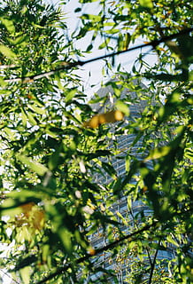 arbre verd, planta, animal, ocell, bambú, sol, llum, san francisco, Califòrnia, viatjar, gentrificació, arquitectura, 35 mm, pel·lícula, arbre, menjar, accipiter, vegetació, jay, mamífer, Agelaius, creixement, color verd, part de la planta, full, cap gent, naturalesa, bellesa a la natura, branca, dia, enfocament selectiu, llum solar, a l'aire lliure, vista d’angle baix, primer pla, tranquil·litat, frescor, menjar i beguda, centrar-se en fons, 2K, CC0, domini públic, lliure de regalies