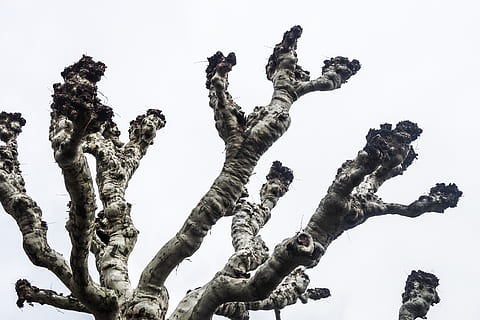 bare-albero, albero, pianta, natura, umano, persona, inverno, scultura, arte, radice, tronco d'albero, astronauta, all'aperto, ghiaccio, militare, uniforme militare, betulla, Drago, statua, uccello, animale, Inquadratura dal basso, cielo, giorno, nessuno, cielo sereno, crescita, la tranquillità, ramo, terra, sfondo bianco, viaggio, bellezza nella natura, campo, arte e artigianato, 5K, CC0, dominio pubblico, privo di copyright