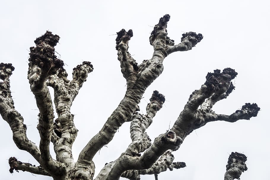 bare-albero, albero, pianta, natura, umano, persona, inverno, scultura, arte, radice, tronco d'albero, astronauta, all'aperto, ghiaccio, militare, uniforme militare, betulla, Drago, statua, uccello, animale, Inquadratura dal basso, cielo, giorno, nessuno, cielo sereno, crescita, la tranquillità, ramo, terra, sfondo bianco, viaggio, bellezza nella natura, campo, arte e artigianato, 5K