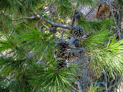 grankogle, fyrretræ, fyrkegler på træet, fyrnål, grannåle, pinjekegler og nåle, pinjekegler, plante, træ, vækst, grøn farve, ingen mennesker, natur, dag, ro, skønhed i naturen, afdeling, udendørs, lav vinkel visning, bagagerum, træstamme, tæt på, fuld ramme, jord, Palme træ, blad, nåletræ, kokos palme, 2K, CC0, offentligt domæne, royaltyfrie
