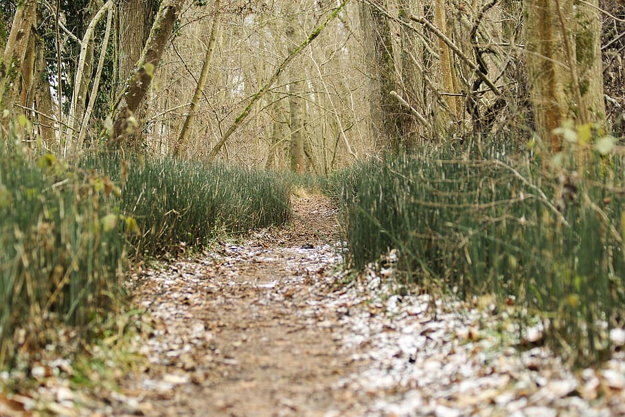 albero, alberi, terra, modo, inverno, autunno, la neve, freddo, sentiero, foresta, Marrone, verde, bianca, tronco, legna, arbre, Arbres, Svizzera, suisse, terre, pianta, crescita, natura, nessuno, direzione, la strada davanti, la tranquillità, giorno, scena tranquilla, colore verde, scena non urbana, bellezza nella natura, all'aperto, messa a fuoco selettiva, erba, scenics - natura, pista, 5K