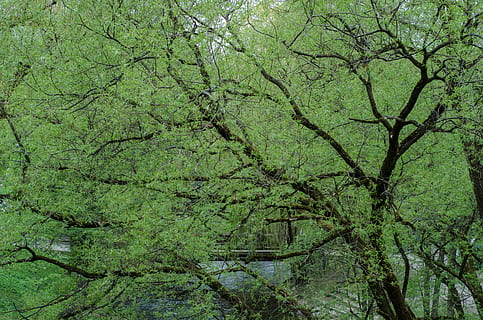 árvore, plantar, tronco de árvore, Noruega, natureza, verde, Oslo, verão, foto, cor, fotografia da natureza, Escandinávia, unsplash, imagem, conífera, salgueiro, abeto, abies, carvalho, cor verde, crescimento, quadro completo, origens, tranquilidade, beleza na natureza, ninguém, dia, scenics - natureza, terra, floresta, ramo, folhagem exuberante, folhagem, cena tranquila, ao ar livre, cena não urbana, Copa da árvore, diretamente abaixo, 4K, CC0, domínio público, royalty free