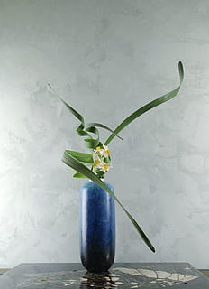 blaue Keramikvase, Vase, drinnen, keine Leute, Natur, Pflanze, Blume, Wandbau - Funktion, Blatt, Pflanzenteil, Frische, grüne Farbe, Wachstum, blühende Pflanze, Stillleben, Dekoration, Tabelle, Pflanzenstamm, Nahansicht, Schönheit in der Natur, Zerbrechlichkeit, 2K, CC0, gemeinfrei, lizenzfrei