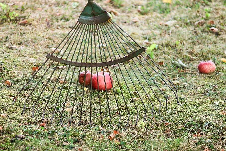 informatica, calcolo della frutta, Mela, manna, raccogliere, Apfelernte, rastrello, frutta, frutteto, giardino, agricoltura, giardinaggio, prato, salutare, natura, rastrello di metallo, strumento da giardino, cibo, cibo e bevande, freschezza, pianta, mangiare sano, giorno, terra, benessere, campo, nessuno, erba, colore verde, all'aperto, verdura, mela - frutto, autunno, concentrarsi sulle conoscenze acquisite, foglia, 4K