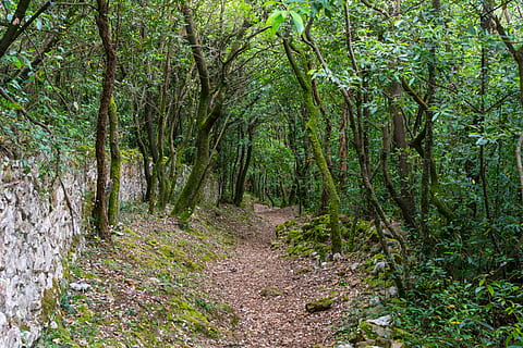 cesta, les, stromy, krajina, lesy, Příroda, scénický, avenue, mlha, turistika, zelená, přes, listy, strom, mystik, dřevo, most, Procházka, rostlina, přistát, klid, zelená barva, růst, klidné scény, pěšina, mimoměstské scény, krása v přírodě, nikdo, den, scenics - příroda, cesta vpřed, svěží zeleň, směr, venku, stezka, 5K, CC0, veřejná doména, bez autorských práv