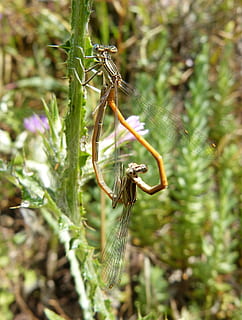 libelulă, damselfly, insecte de împerechere, copulaţie, sympecma fusca, plantă, nevertebrat, insectă, animale în sălbăticie, animale tematice, animale sălbatice, animal, natură, zi, un animal, creştere, a închide, nici o persoana, Culoarea verde, în aer liber, frumusețe în natură, să se concentreze asupra primelor elemente, selectiv, zoologie, 2K, CC0, domeniu public, fără drepturi de autor