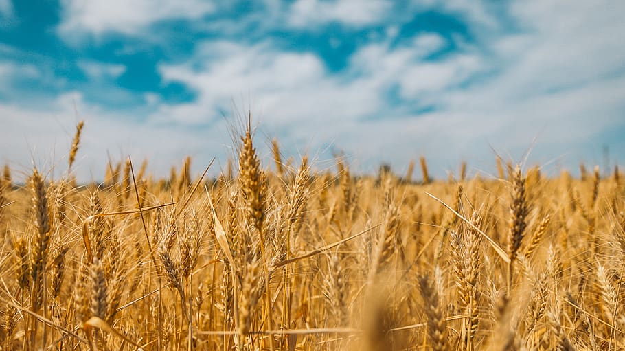 camp de blat, blat, menjar, gra, planta, produir, vegetals, flora, Ucraïna, zelenyi hai, naturalesa, camp, presentada, explorar, herba, grans, cereal, camp de cereals, agricultura, cultiu, planta de cereals, paisatge, escena rural, cel, núvol - cel, creixement, terra, granja, medi ambient, tranquil·litat, cap gent, bellesa a la natura, primer pla, dia, a l'aire lliure, madur, cultiu d’avena, 2K