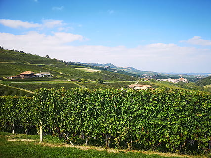 grønne-leide planter, natur, utendørs, landsbygda, gård, landlig, vingård, sp163, piemonte, Italia, land, anlegg, landskap, platå, hav, vann, hekk, gjerde, flybilde, vekst, naturskjønnhet - natur, felt, jordbruk, miljø, skjønnhet i naturen, landlige scene, grønn farge, himmel, sky - himmel, fjell, rolig scene, ro, avling, ingen folk, plantasjen, vinlaging, 2K, CC0, offentlig domene, opphavsrett gratis