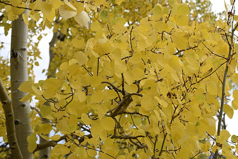 Exappiah, Baum, Blatt, Gelb, Pflanze, Wachstum, Ast, keine Leute, Schönheit in der Natur, Blume, blühende Pflanze, Zerbrechlichkeit, Nahansicht, Verletzlichkeit, Tag, Pflanzenteil, Fokus auf den Vordergrund, Natur, Flachwinkelansicht, Frühling, draußen, Veränderung, 5K, CC0, gemeinfrei, lizenzfrei