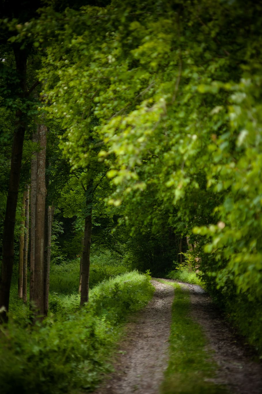 sti, Skov, træer, sommer, stenvej, vandring, plante, træ, retning, vejen frem, grøn farve, vækst, jord, ingen mennesker, natur, skønhed i naturen, ro, dag, rolig scene, udendørs, scenics - natur, ikke-urbane scene, vej, landskab, faldende perspektiv, 4K
