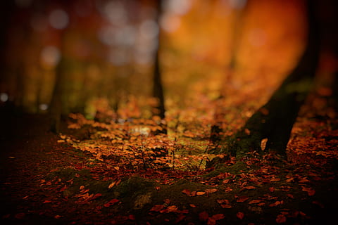 Aussicht, Grün, Moos, Wald, unscharfer Hintergrund, hell, Farben, Umgebung, Wachstum, Landschaft, moosige Felsen, natürlich, Natur, Felsen, Szene, szenisch, Sonnenuntergang, Baumstämme, Bäume, Herbst, Blatt, Pflanzenteil, Baum, Veränderung, selektiver Fokus, Land, Pflanze, keine Leute, Kofferraum, orange Farbe, Baumstamm, Schönheit in der Natur, Tag, draußen, Ruhe, Fokus auf den Vordergrund, Nahansicht, Blätter, Herbstkollektion, fallen, 5K, CC0, gemeinfrei, lizenzfrei