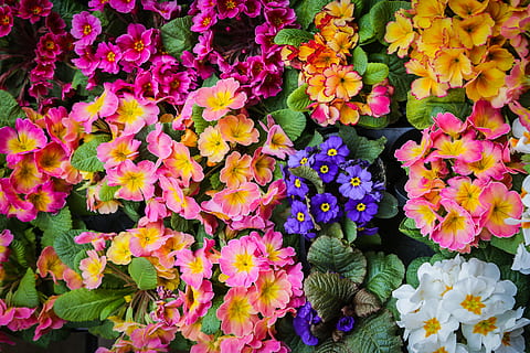 Blume, Primel, Frühling, Garten, Pflanze, Blumen-, blühende Pflanze, Verletzlichkeit, Zerbrechlichkeit, Frische, Schönheit in der Natur, mehrfarbig, Blütenblatt, Blütenkopf, Blütenstand, Vollbild, keine Leute, Wahl, Nahansicht, Variation, Hintergründe, Tag, Natur, pinke Farbe, draußen, Blumenstrauß, Blumenschmuck, Strauß, 5K, CC0, gemeinfrei, lizenzfrei