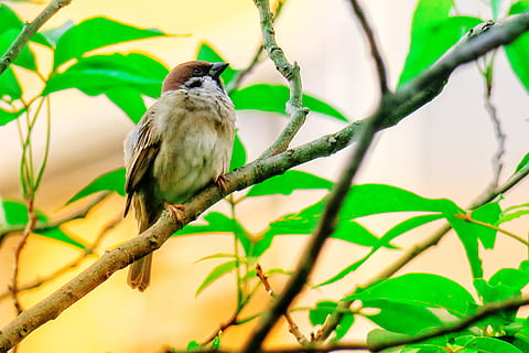 Palme, Feder, Vogel, Stein, Spatz, Schnabel, Auge, Kaffee, fliegen, gemeine Vögel, natürlich, schöner Hafen, wild, Haustier, Niedlichkeit, cool, seitlich, Flügel, Eigenschaften, Ökologie, Tierthemen, Wirbeltier, Tier, Tierwelt, ein Tier, Tiere in freier Wildbahn, hocken, Baum, Ast, Pflanze, Pflanzenteil, Blatt, Natur, keine Leute, Schönheit in der Natur, grüne Farbe, draußen, selektiver Fokus, Tag, 5K, CC0, gemeinfrei, lizenzfrei