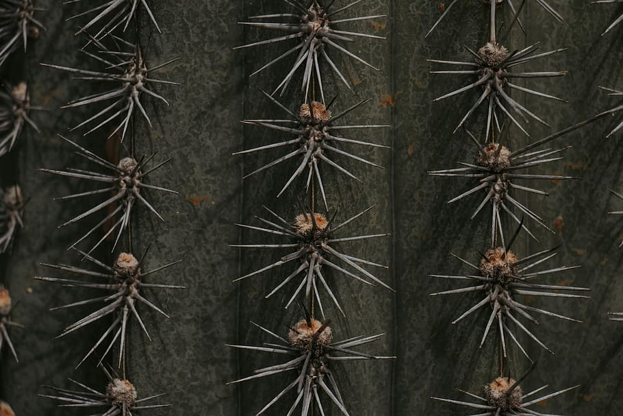 grøn kaktus, ingen mennesker, mønster, baggrunde, natur, plante, fuld ramme, form, udendørs, arkitektur, design, tæt på, dag, gammel, torn, vækst, tekstureret, stjerne form, høj vinkel visning, kaktus, 4K