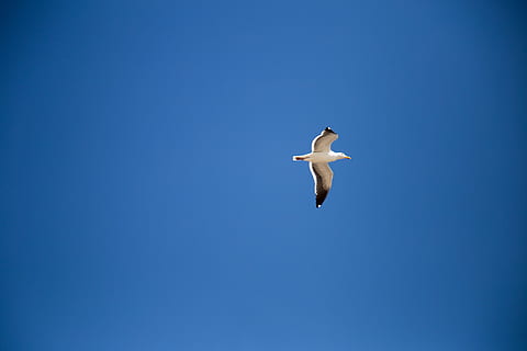 volar, ocell, temes d'animals, animals a la natura, fauna animal, volant, animal, vertebrats, un animal, cel, blau, cel clar, vista d’angle baix, còpia espai, ales separades, cap gent, a l'aire, naturalesa, dia, moviment, a l'aire lliure, gavina, cigonya, a dalt, 4K, CC0, domini públic, lliure de regalies