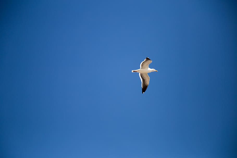 volar, ocell, temes d'animals, animals a la natura, fauna animal, volant, animal, vertebrats, un animal, cel, blau, cel clar, vista d’angle baix, còpia espai, ales separades, cap gent, a l'aire, naturalesa, dia, moviment, a l'aire lliure, gavina, cigonya, a dalt, 4K