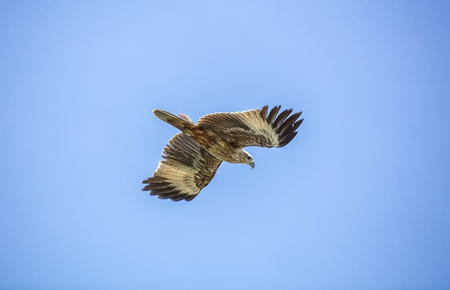 Aquila reale, cielo, uccello, volante, animale, temi animali, un animale, animali allo stato selvatico, fauna selvatica, ali spiegate, vertebrato, uccello rapace, copia spazio, parte del corpo animale, mezz'aria, cielo sereno, blu, nessuno, natura, falco - uccello, la libertà, all'aperto, aquila - uccello, aquila, direttamente sotto, sfondo blu, 8K