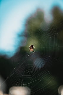 braune Spinne, Spinnennetz, wirbellos, Zerbrechlichkeit, Tier, Tierthemen, Tierwelt, ein Tier, Insekt, Tiere in freier Wildbahn, Spinnentier, Spinne, Gliederfüßer, Nahansicht, Fokus auf den Vordergrund, Verletzlichkeit, Überleben, keine Leute, Spinnen, Natur, selektiver Fokus, Netz, Tierbein, Komplexität, draußen, 5K, CC0, gemeinfrei, lizenzfrei