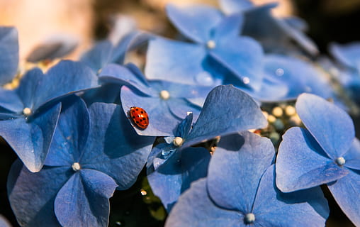 hydrangea, kepik, serangga, berkembang, daun, bunga hydrangea, biru, terang, kumbang, musim semi, taman, mekar, merapatkan, tanaman berbunga, bunga, keindahan di alam, menanam, bagian tanaman, kesegaran, alam, pertumbuhan, daun bunga, hari, kerentanan, kerapuhan, fokus pada latar depan, tidak ada orang, sinar matahari, hal berkembang, di luar rumah, kepala bunga, serbuk sari, 2K, CC0, domain publik, bebas royalti
