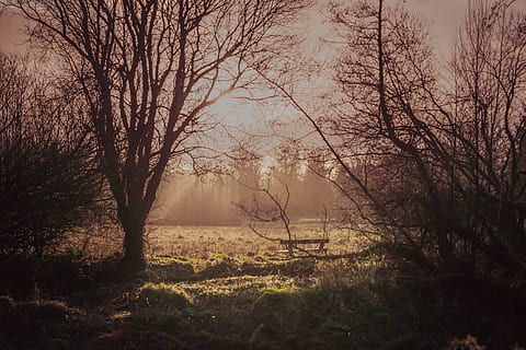 blattlose Bäume, Natur, Wetter, draußen, Nebel, Belfast, Großbritannien, lagan Wiesen, Feld, Sonnenuntergang, Licht, Baum, Pflanze, Gras, Schatten, Januar, Tapete, Hintergrund, Bank, Bäume, kahler Baum, Ruhe, ruhige Szene, Land, Ast, Schönheit in der Natur, Szenen - Natur, keine Leute, Wald, Kofferraum, Nicht-städtische Szene, Baumstamm, Landschaft, Tag, 5K, CC0, gemeinfrei, lizenzfrei