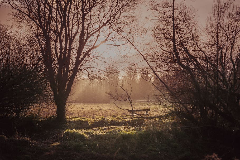 alberi senza foglie, natura, tempo metereologico, all'aperto, nebbia, Belfast, Regno Unito, prati lagan, campo, tramonto, luce, albero, pianta, erba, ombre, gennaio, sfondo, panchina, alberi, albero nudo, la tranquillità, scena tranquilla, terra, ramo, bellezza nella natura, scenics - natura, nessuno, foresta, tronco, scena non urbana, tronco d'albero, paesaggio, giorno, bosco, 5K