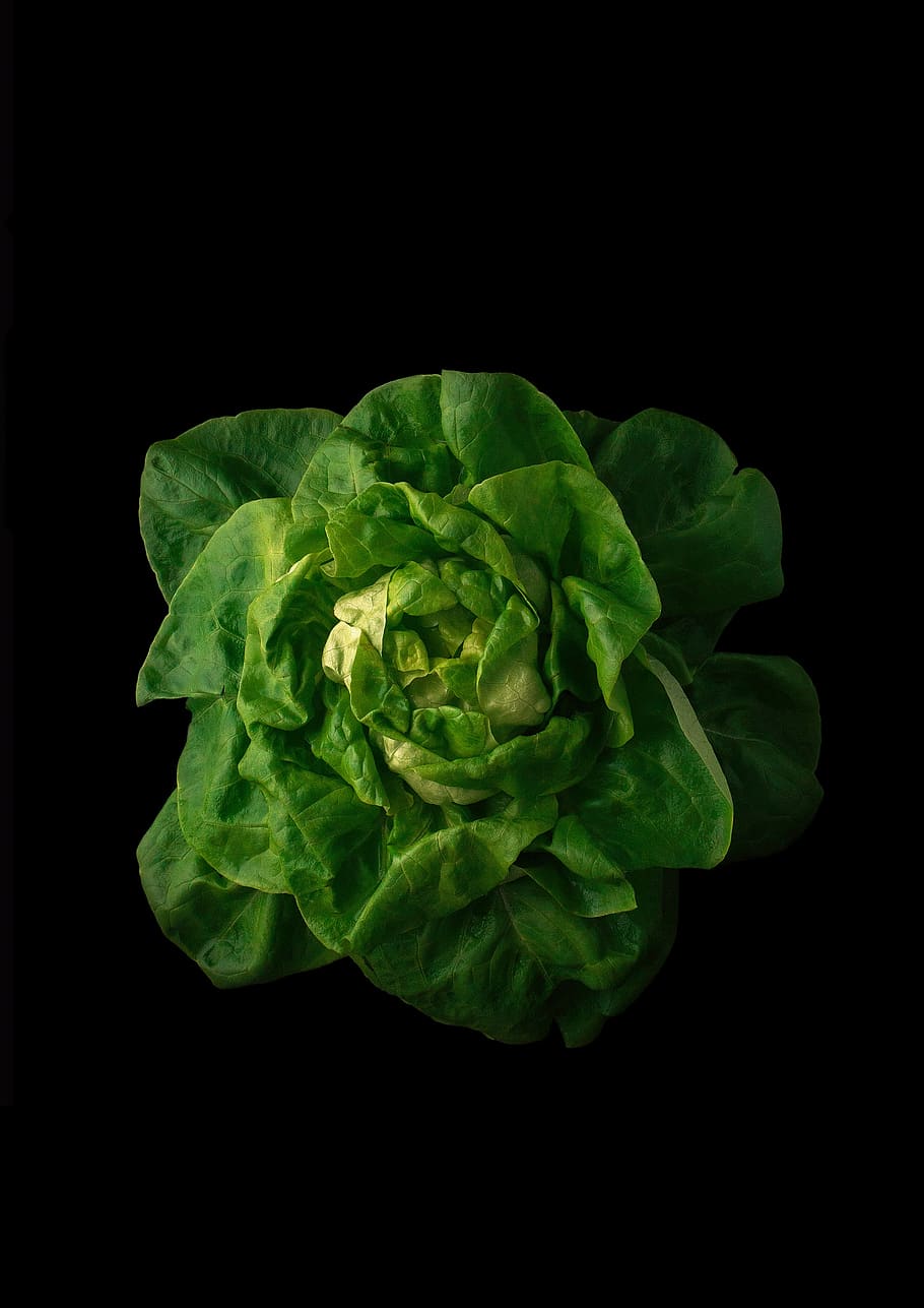 full, planta, fons, vegetals, naturalesa, menjar, frescor, color, autònom, encantador, pla de krupnyj, Ningú, brots, col, verd, ecologia, horitzontal, herba, jardí, florint, brillant, naturalesa viva, flora, macro, natural, plantes, florir, jardí de verdures, amanida, esmorzar, eco, vista des de dalt, color verd, tir de l'estudi, part de la planta, fons negre, a l'interior, primer pla, menjar i beguda, alimentació saludable, cap gent, benestar, sol objecte, tallar, còpia espai, natura morta, directament a sobre, cap de flor, 2K