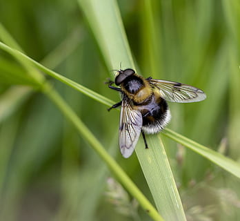 hoverfly, bee-mimic, wings, insect, furry, hairy, grass, copy, animal themes, animal, animal wildlife, one animal, animals in the wild, invertebrate, plant, close-up, green color, bee, nature, focus on foreground, growth, beauty in nature, no people, day, animal wing, plant part, leaf, pollination, blade of grass, 2K, CC0, public domain, royalty free