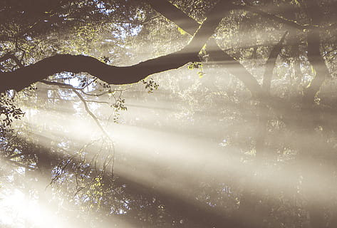 lights, passing, tree, nature, weather, outdoors, fog, mist, flare, light, sunlight, plant, sky, sunrise, leisure activities, adventure, tree trunk, scenery, land, banister, handrail, wilderness, branch, day, tranquility, beauty in nature, forest, growth, no people, sunbeam, tranquil scene, low angle view, winter, silhouette, 4K, CC0, public domain, royalty free