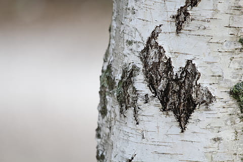træstamme, tæt på, træ, bark, tekstureret, bagagerum, ru, plantebark, fokus på forgrunden, ingen mennesker, natur, dag, plante, træ - materiale, udendørs, forvitret, mønster, ro, skønhed i naturen, Brun, 5K, CC0, offentligt domæne, royaltyfrie