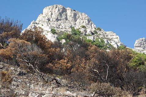 fuego, ensenada, goudes, pino, arbusto, quemado, calcinado, ceniza, madera, muerte, macizo, caliza, planta, árbol, naturaleza, cielo, montaña, rock, roca - objeto, crecimiento, día, tranquilidad, belleza en la naturaleza, nadie, paisajes - naturaleza, formacion de roca, escena no urbana, sólido, escena tranquila, tierra, vista de ángulo bajo, ambiente, al aire libre, formación, pico de la montaña, 4K, CC0, dominio público, libre de derechos