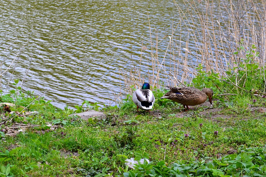 Enten, Vögel, Natur, Frühling, Wasser, Wiese, Tierwelt, Vogel, Tiere in freier Wildbahn, Tierthemen, Tier, Wirbeltier, See, Gras, Gruppe von Tieren, Pflanze, keine Leute, Tag, Jungtier, grüne Farbe, Ente, Geflügel, Schwimmen, draußen, Tierfamilie, 4K