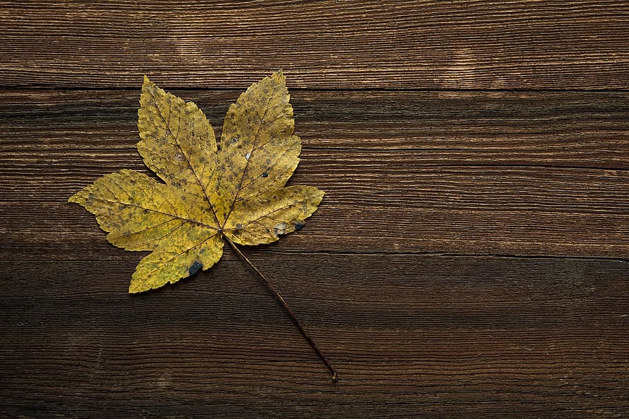 brown, leaf, wooden, surface, HD wallpaper, plant part, wood - material, table, autumn, directly above, nature, high angle view, still life, close-up, no people, plant, change, green color, textured, dry, leaf vein, outdoors, natural pattern, fragility, leaves, maple leaf, wood grain, natural condition, 1080P