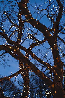 bare, tree, yellow, string lights, branch, low angle view, plant, no people, sky, nature, growth, beauty in nature, illuminated, outdoors, sunlight, day, lighting equipment, tranquility, dusk, close-up, focus on foreground, clear sky, bare tree, 4K, CC0, public domain, royalty free