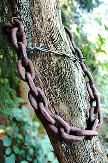 arbre, cadena, òxid, filferro espinós, fusta, risc de lesions, agut, tardor, natural i humà, bosc, planta, cap gent, metall, primer pla, dia, centrar-se en primer pla, tronc de l'arbre, seguretat, tronc, naturalesa, protecció, força, a l'aire lliure, rovellat, textura, creixement, connexió, 4K, CC0, domini públic, lliure de regalies