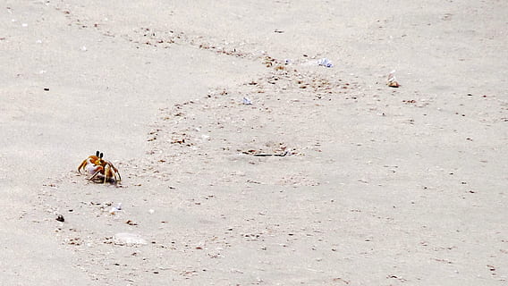 Krab, piasek, dzień, wylądować, jedno zwierzę, Natura, żadnych ludzi, zwierzęca przyroda, plaża, wysoki kąt widzenia, zwierzęta na wolności, na dworze, kręgowiec, pełna długość, brud, determinacja, środowisko, 2K, CC0, domena publiczna, darmowe zdjęcia