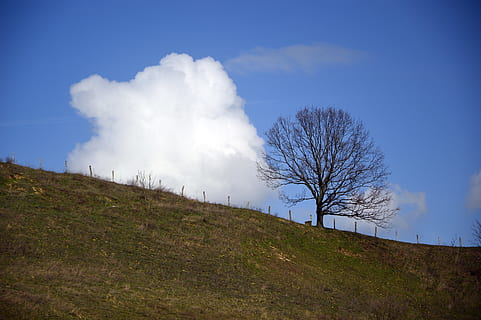 træ, løvfældende træ, Kahl, Sky, sky af flok af, himmel, hældning, bjergside, eng, bjerg eng, natur, landskab, eller enge, eller hængende, sky - himmel, plante, scenics - natur, jord, ikke-urbane scene, bare træ, skønhed i naturen, rolig scene, miljø, ro, ingen mennesker, dag, blå, græs, Mark, udendørs, forurening, isolerede, 5K, CC0, offentligt domæne, royaltyfrie